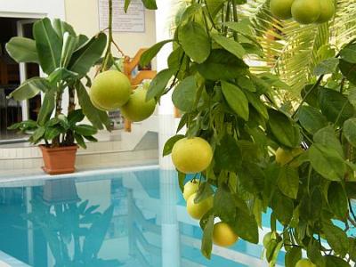 Pachetti di wellness a Keszthely all'Hotel Kakadu - piscina interiore con piante mediterranee - ✔️ Wellness Hotel Kakadu*** Keszthely - hotel benessere a prezzi vantaggiosi 