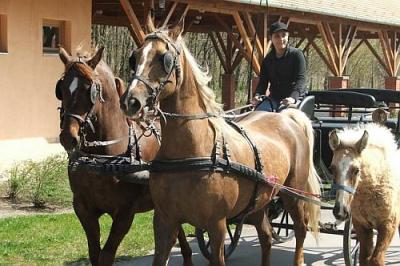 Zwiedzane miasta wózem - czynny odpoczynek w Bikacs, Hotel Zichy Park - ✔️ Zichy Park Hotel**** Bikács - Weekend wellness w Bikacs, z cenie promocyjnej