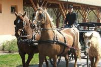 Paseos en coches tirados por caballos, Hotel Zichy Park en Bikacs , Hungría