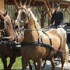 Horse carriage in Bikacs, Hungary - active relaxing in Hotel Zichy Park 