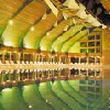 Hotel NaturMed Carbona Heviz - agua termal - wellness - HEVIZ  - Hungria