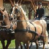 Paseos en coches tirados por caballos, Hotel Zichy Park en Bikacs , Hungría